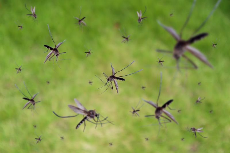 Fly And Mosquito Control Strategies