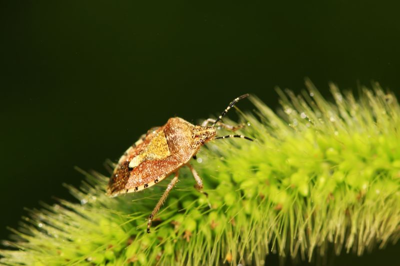 Why Professional Stinkbug Pest Control Is More Effective Than Diy Methods