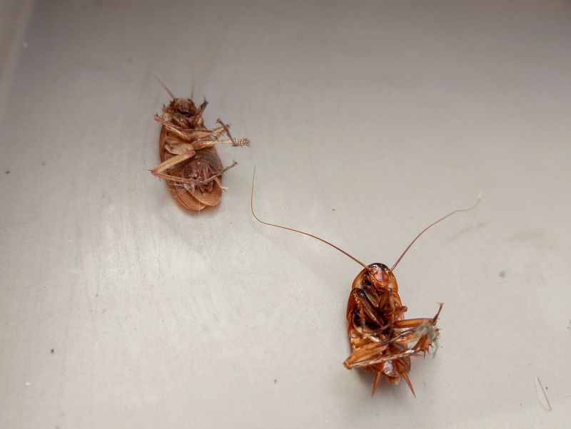 Common Areas Roaches Hide