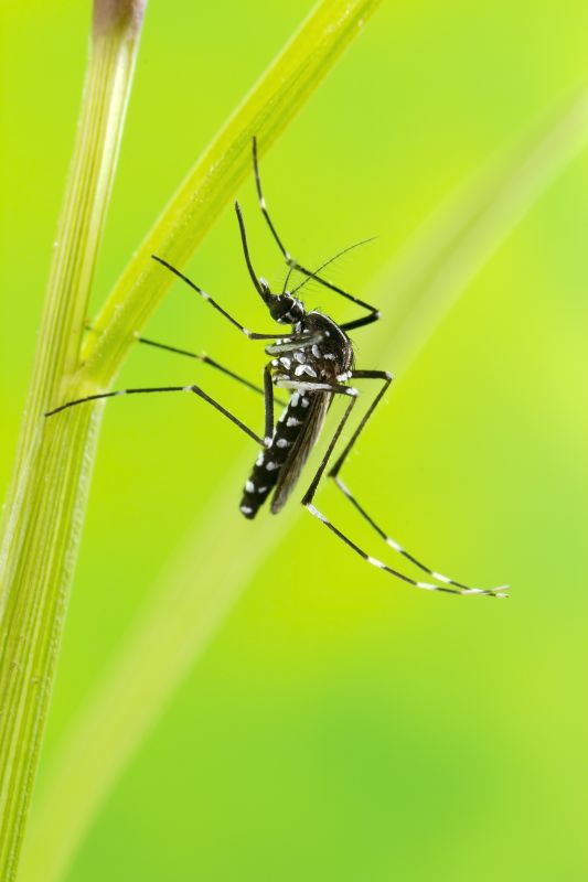 Fly And Mosquito Control Strategies