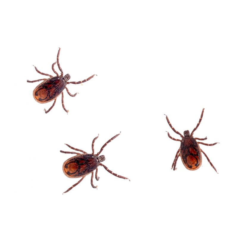 Seasonal Flea And Tick Control Strategies