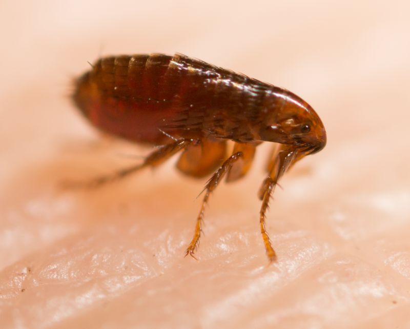 Signs Your Commercial Property Needs Flea And Tick Treatment