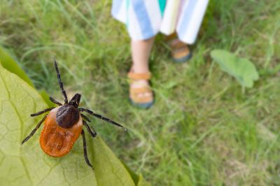Signs Your Commercial Property Needs Flea And Tick Treatment