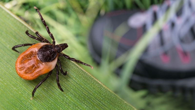 Signs Your Property Needs Flea And Tick Treatment