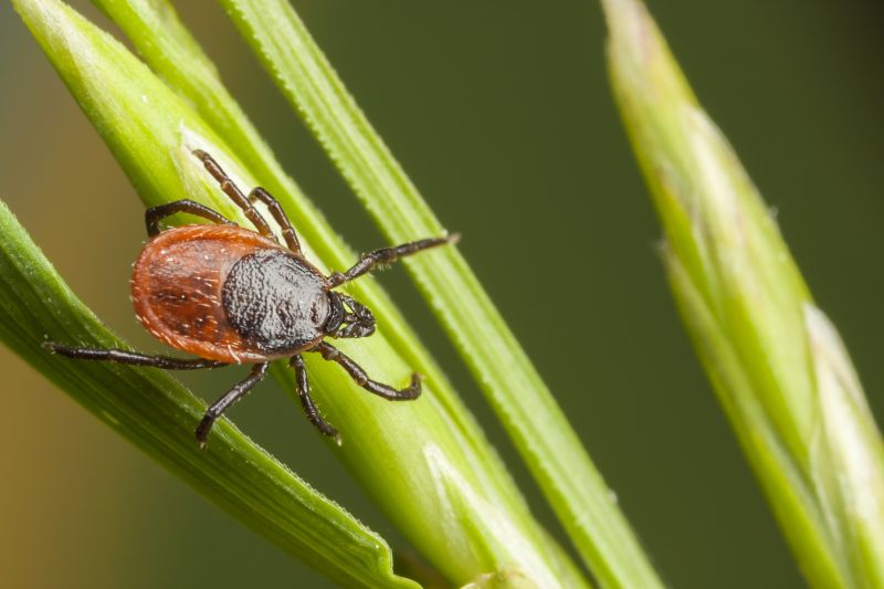 Spring Flea And Tick Prevention Tips For Homes And Businesses