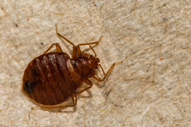 Why Professional Bug And Insect Pest Control Is Important